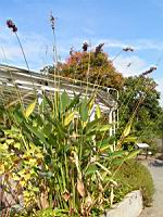Thalia dealbata (fam. Marantacees) (sud-est USA) (Parc de la tete d'or) (1) (Photo F. Mrugala)